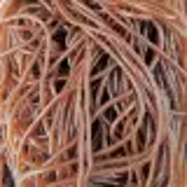 Lassos Lisses Cola  (x10)