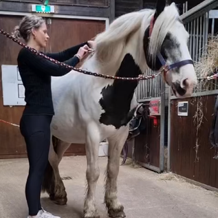 Trauma bij jouw paard? Guasha & Massage Chenzi Nederland