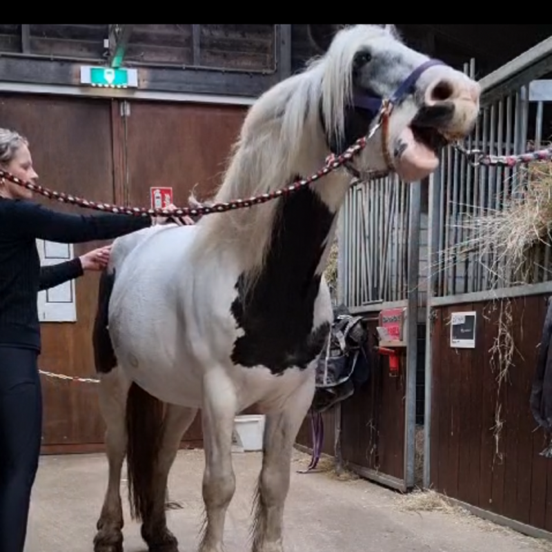 Paardenmassage Chenzi Gelderland