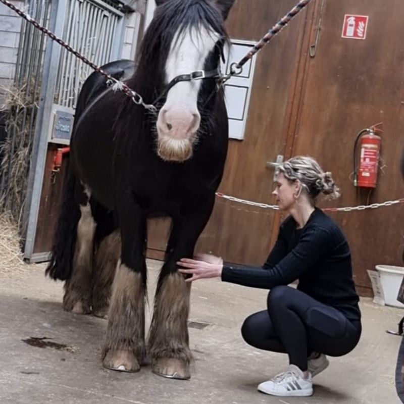 Chenzi Paardenmassage & Guashatherapeut