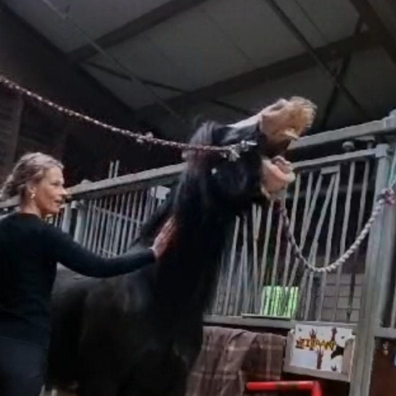 Ontspanningsbehandeling met Guasha paard by Chenzi