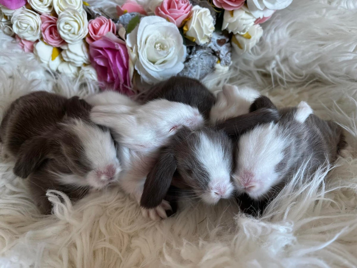 Teddywidder Rabbit Breed About | Teddywidder Rabbit Club