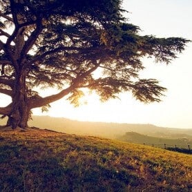 Diffuseur intérieur et sa poudre aspirateur Boisée