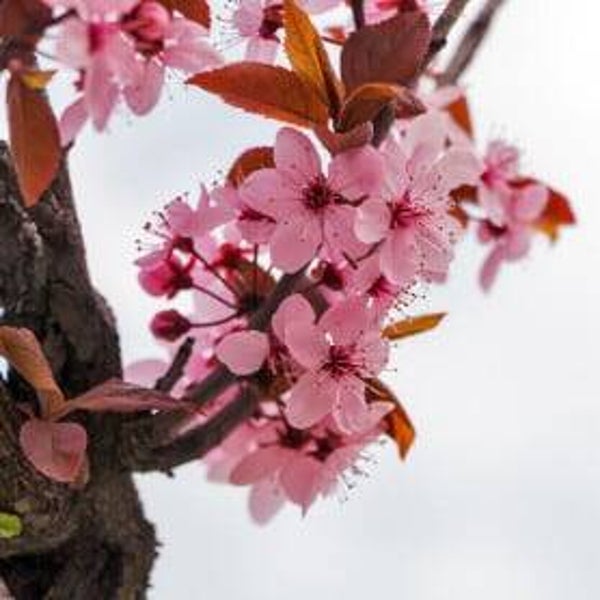 Diffuseur intérieur et sa poudre aspirateur Fleurie