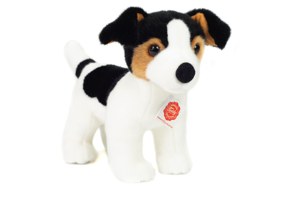 Jack Russell Terrier puppy 28 cm