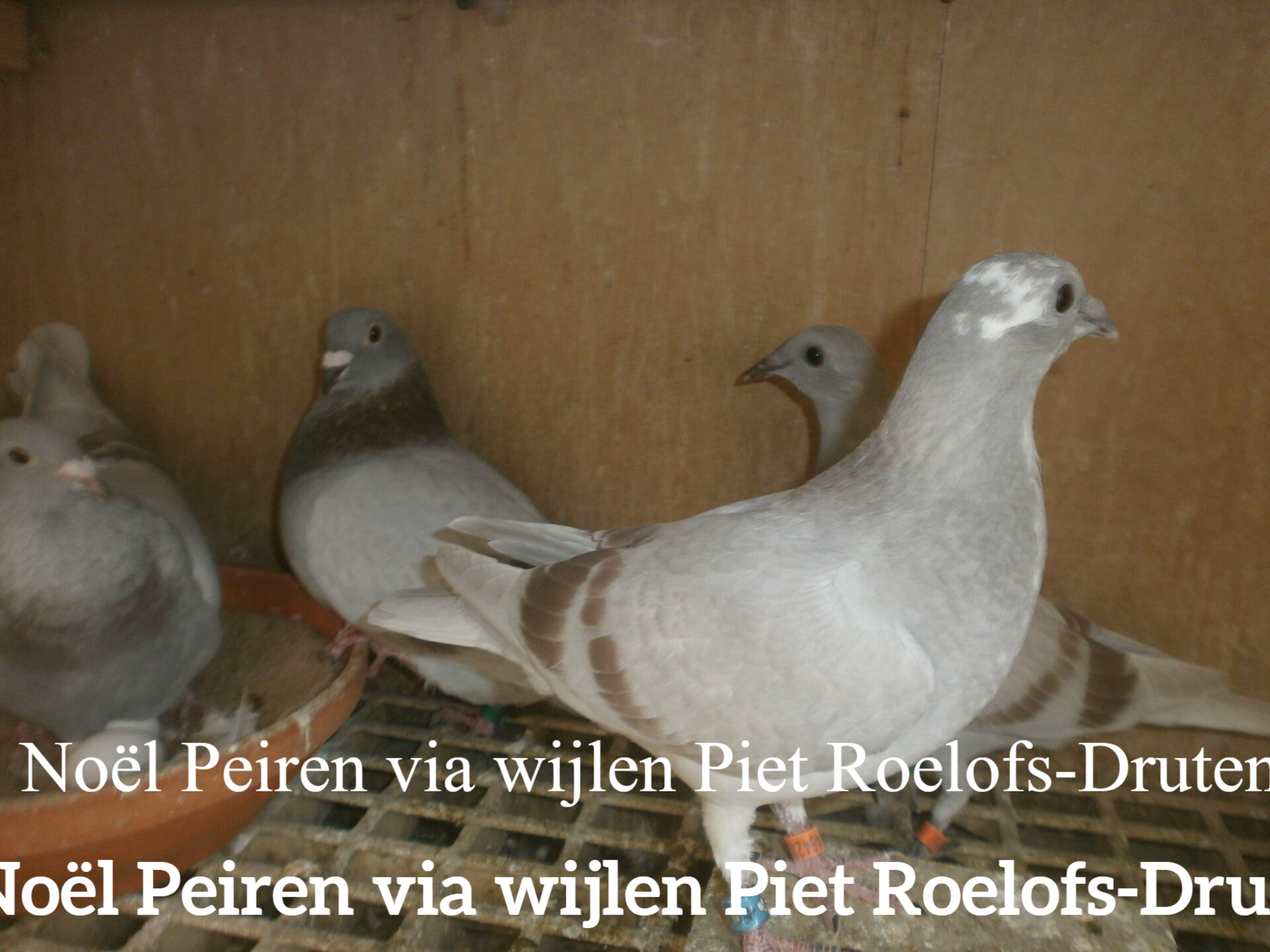 Noël Peiren koppel