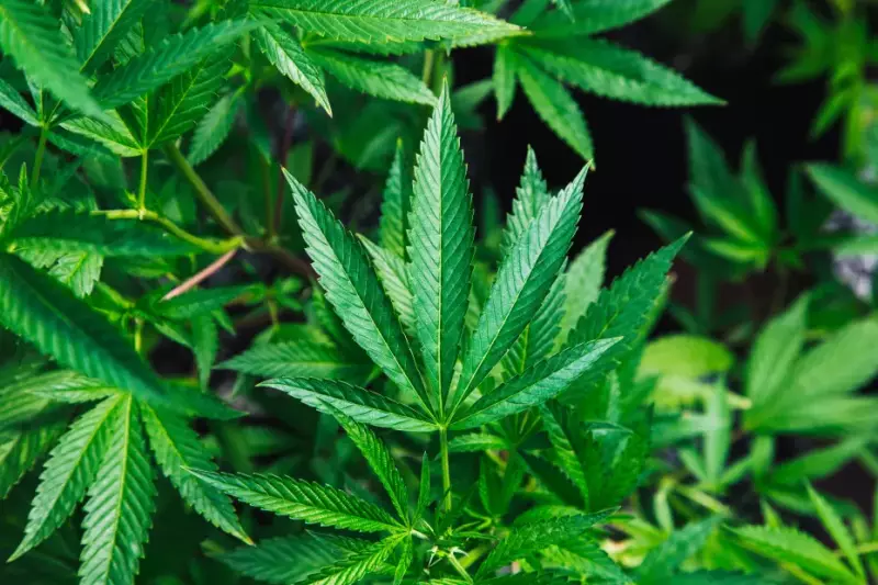 CBD, THC, Chanvre et Cannabis : Comprendre les Différences