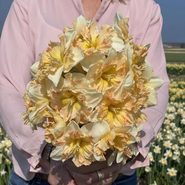 Narcisbollen - Edinburgh
