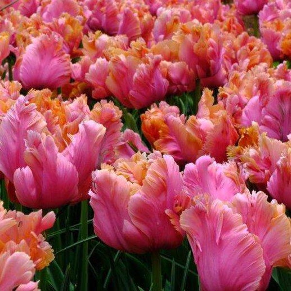 Tulpenbollen - Amazing Parrot