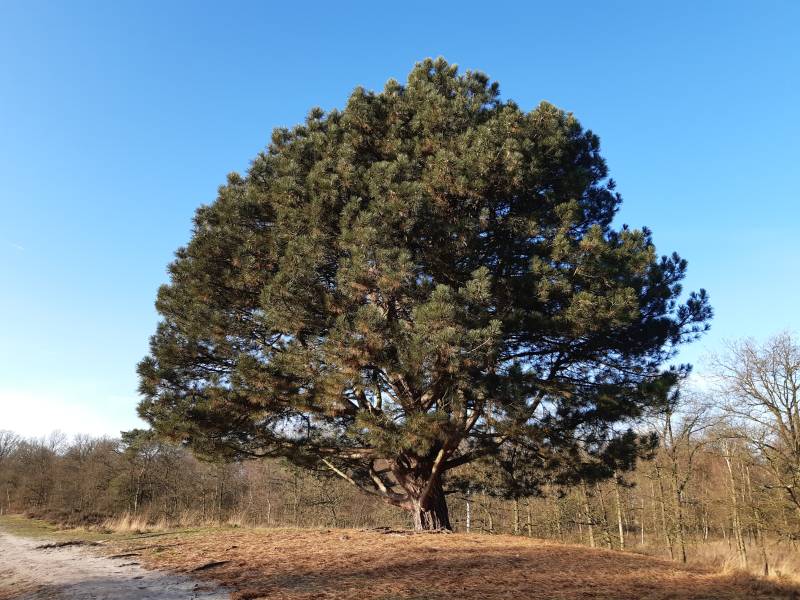 Natuurgebied Kortenhoef Woensdrecht
