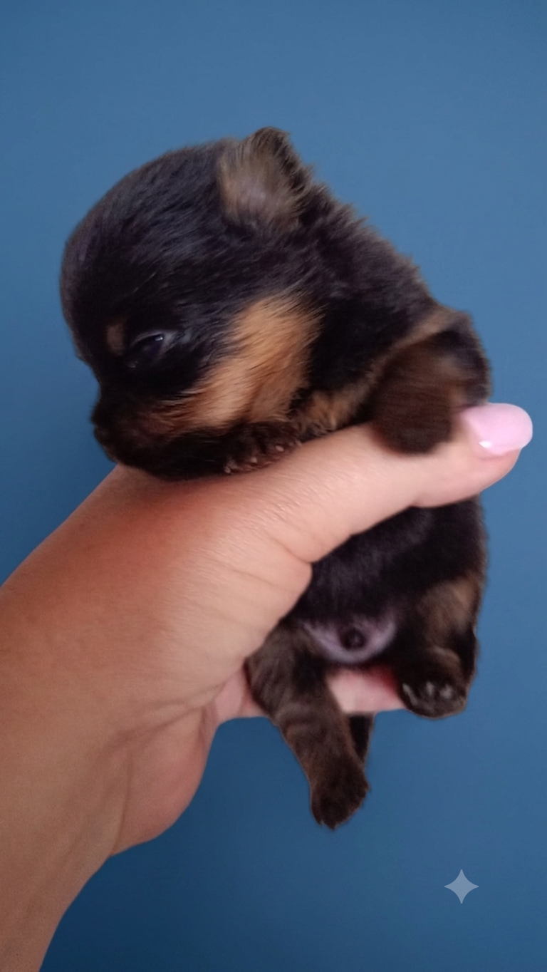 Mâle Robe Black and Tan 