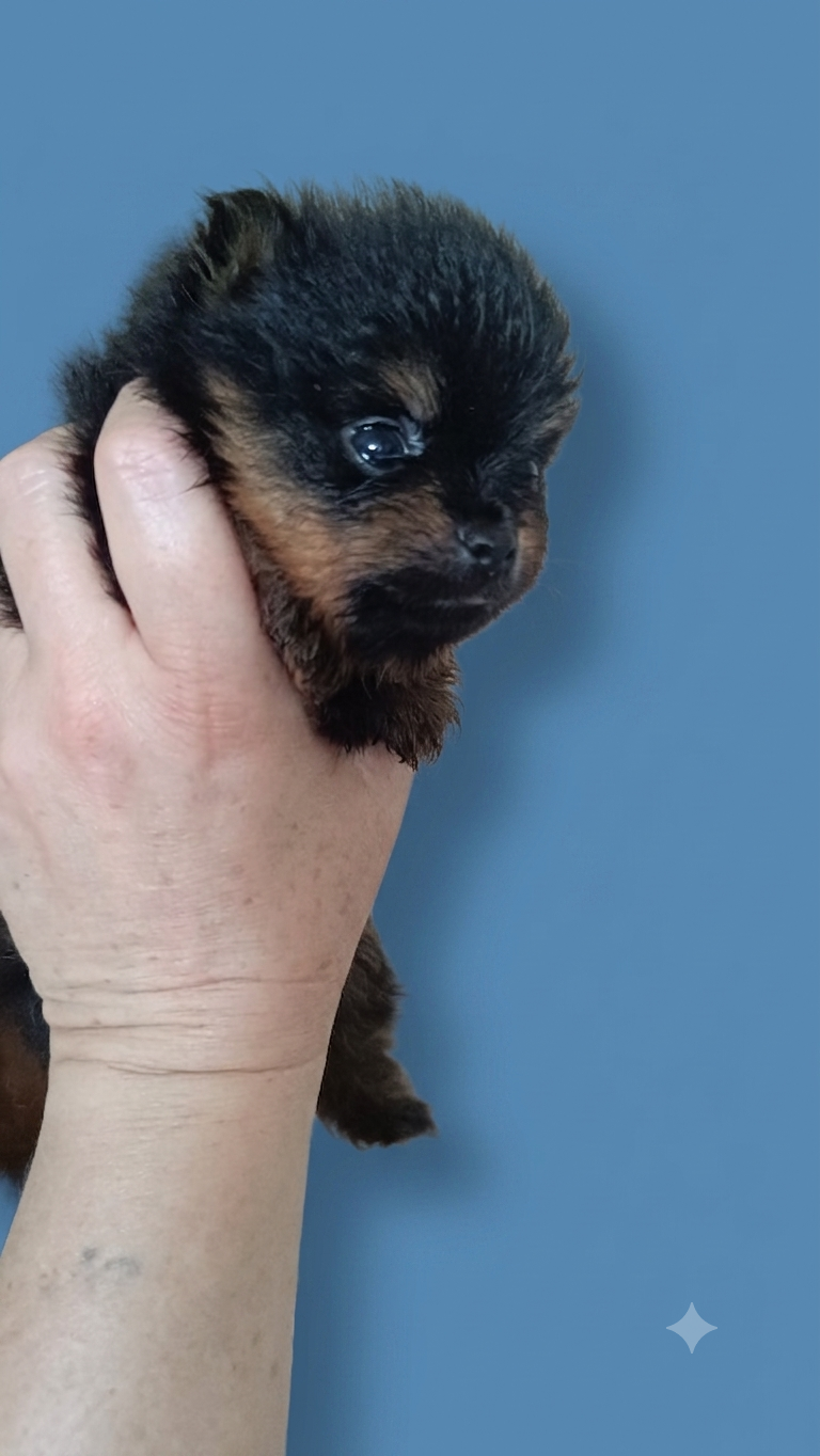 bb-black-and-tan-standard-d0i0or.png