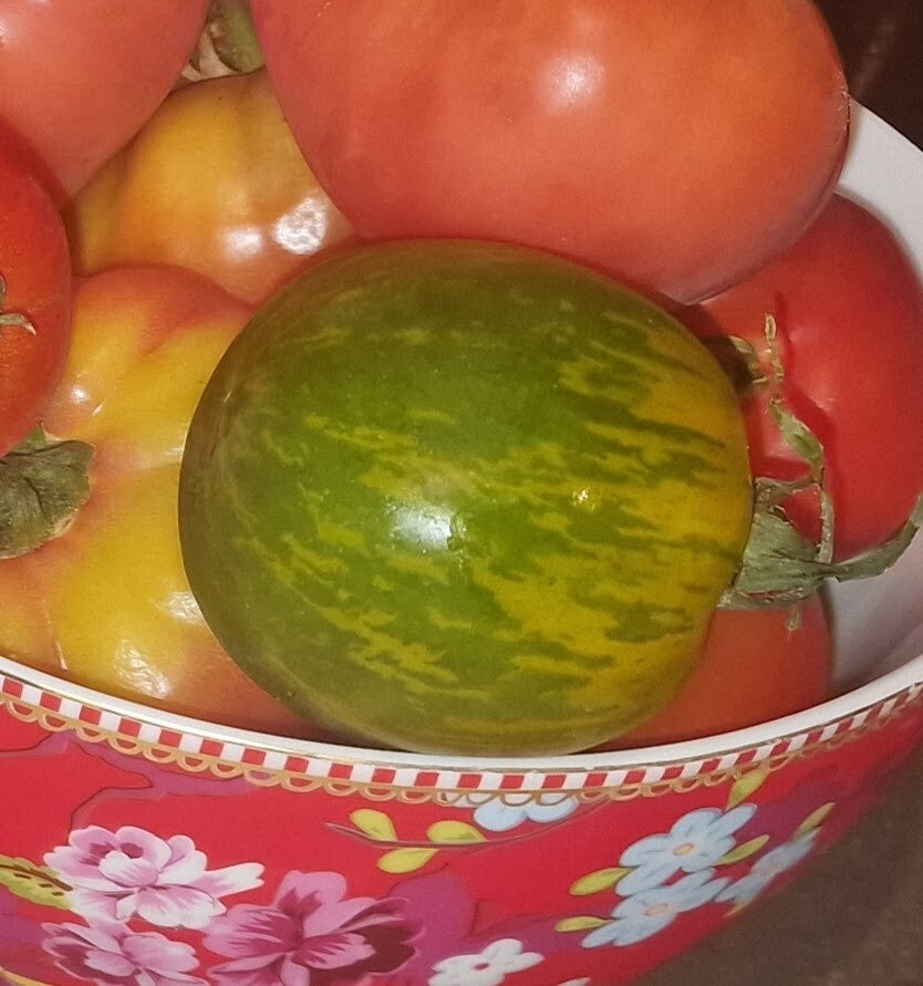 Tomato Green Zebra
