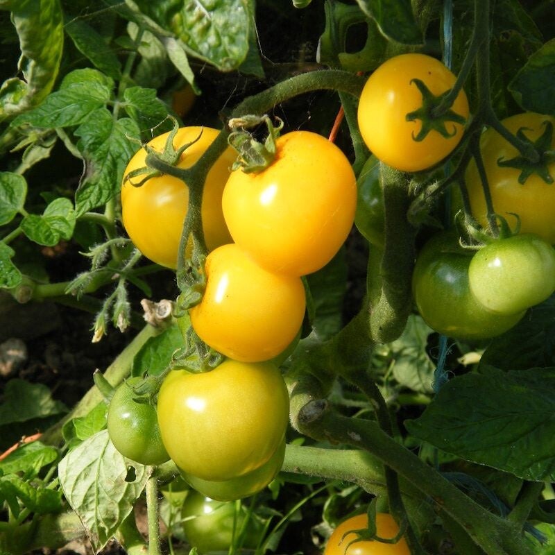 Tomato, Amber