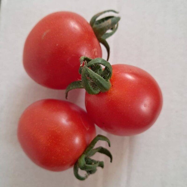 Tomato, Auld Sod