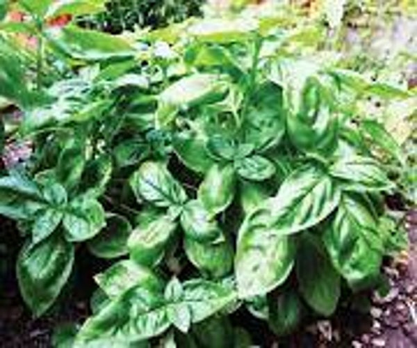 Basil