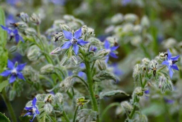 Borage