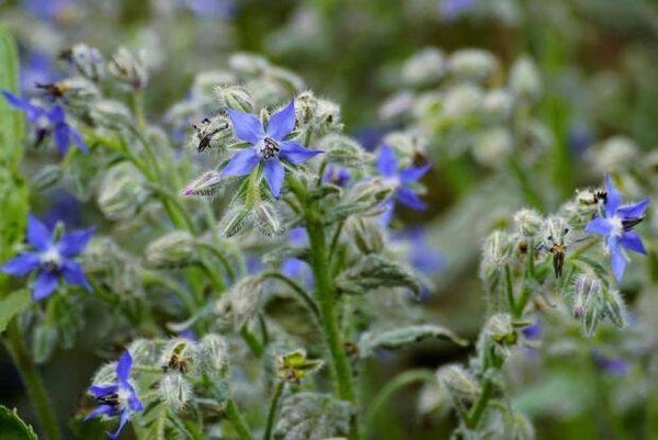 Borage