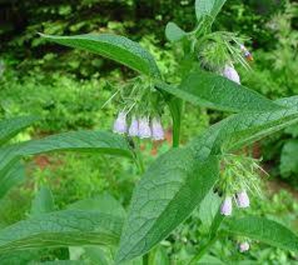 Comfrey