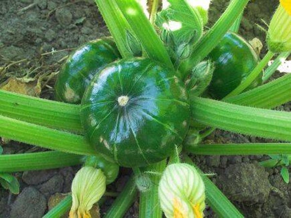 Courgette - Zaphito