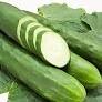Cucumber 'Tanja'