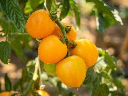 Tomato Duttingold