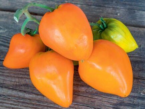 Tomato Heart of Gold