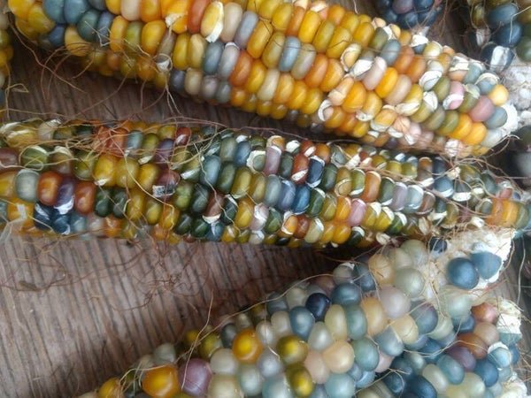 AUGUST Monthly Workshop Saturday 22nd August - 11am-2pm