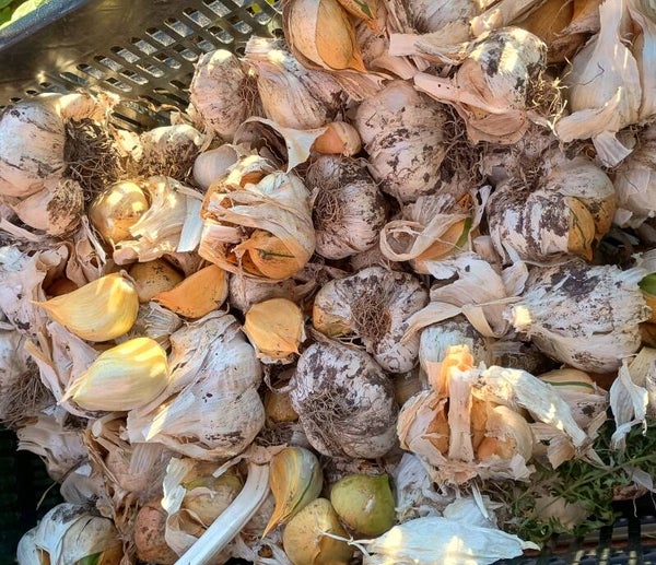 5 Elephant Garlic Cloves - Untreated