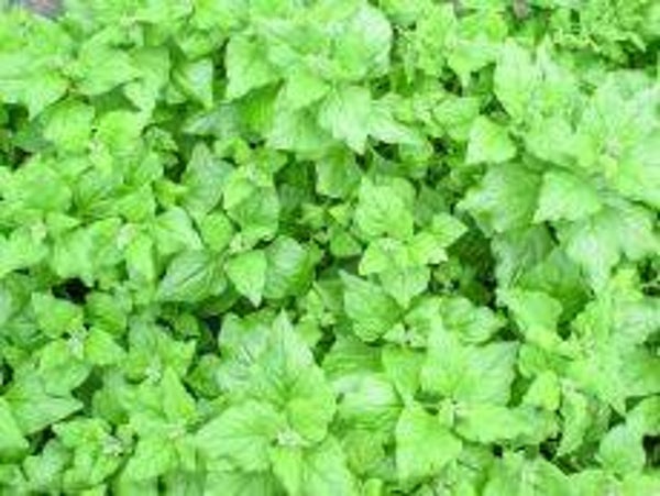 low growing spinach