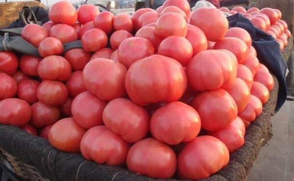 Tomato Mallowiny
