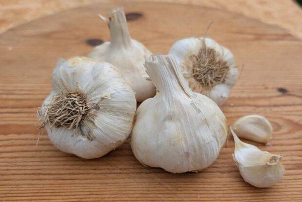 'Messidrome' Organic Garlic (Autumn Planting)