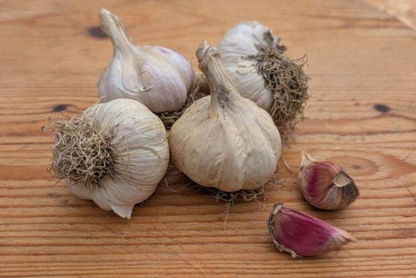 'Morado' Organic Garlic (Autumn Planting)