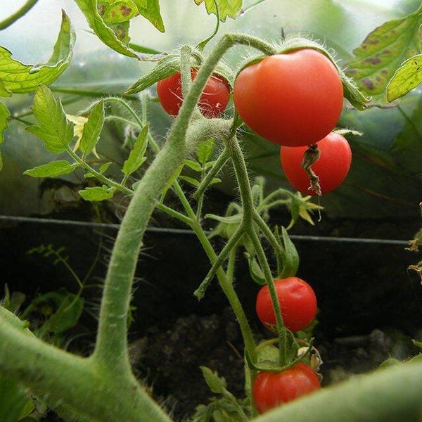Tomato, Mrs Rucks