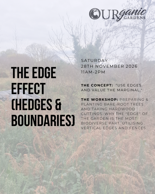 NOVEMBER Monthly Workshop Saturday 28th November - 11am-2pm
