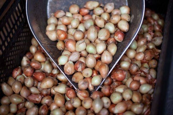 Radar' Organic Onion Sets (Autumn / Early Spring Planting) 22-26mm