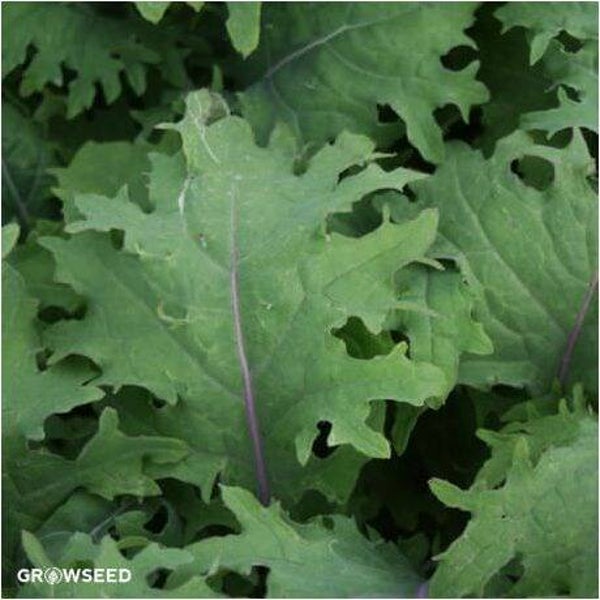 Red Russian Kale