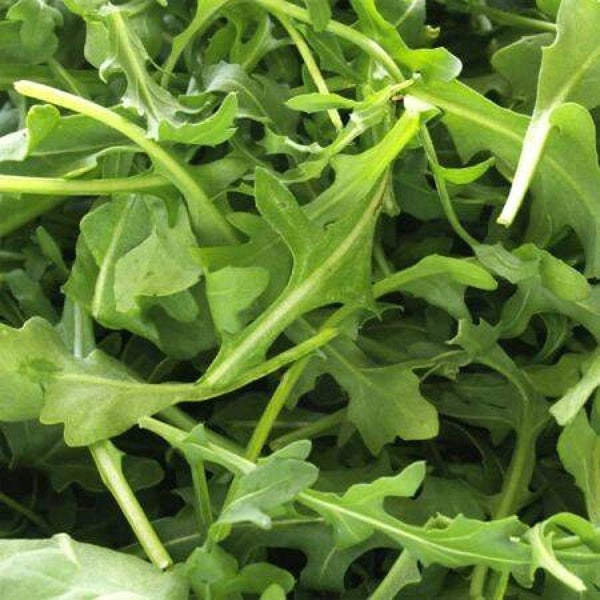 Wild Rocket