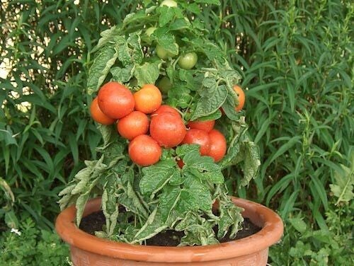 Balcony Tomato Rotkäppchen
