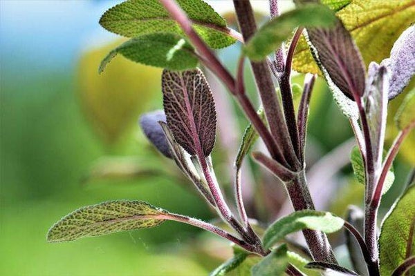 Sage
