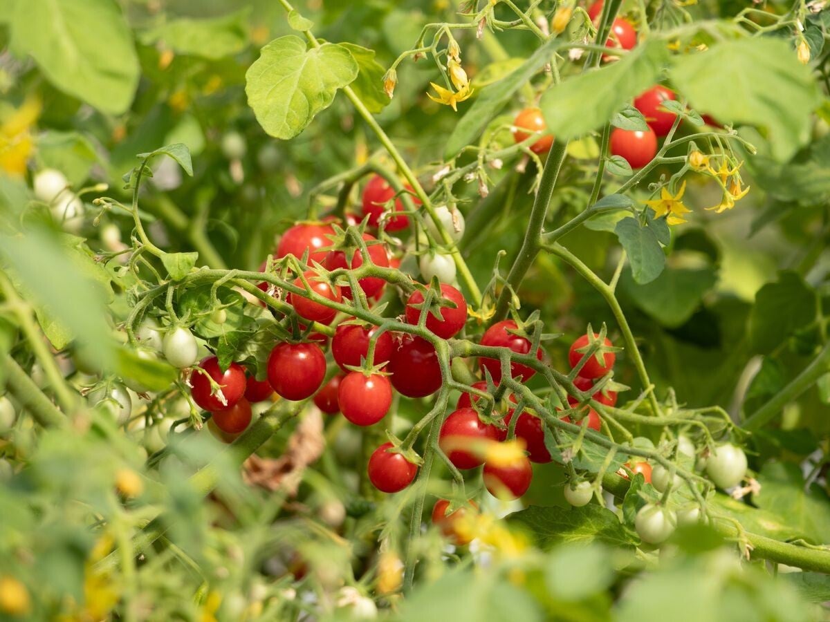 Tomato Sterntaler
