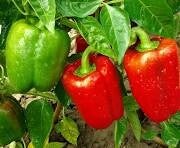 Pepper 'Yolo Wonder'