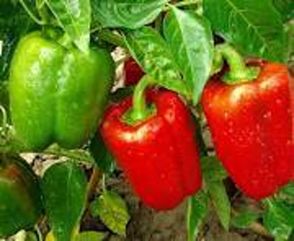 Pepper 'Yolo Wonder'