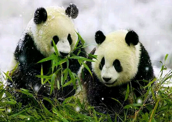 2 panda's eten - Daimond painting