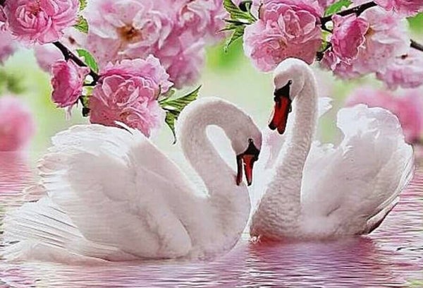 2 zwanen , magnolia takken - Diamond Painting 