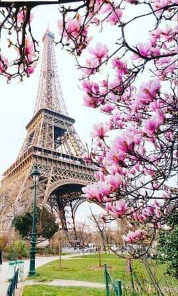 Eifel toren ,magnolia boom - Diamond Painting