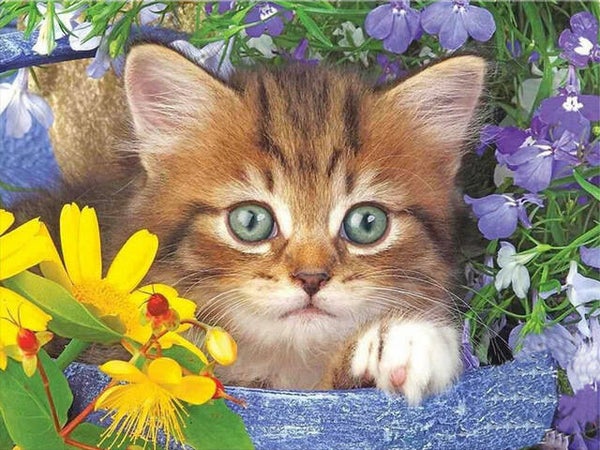 Kitten , bloembak - Diamond Painting