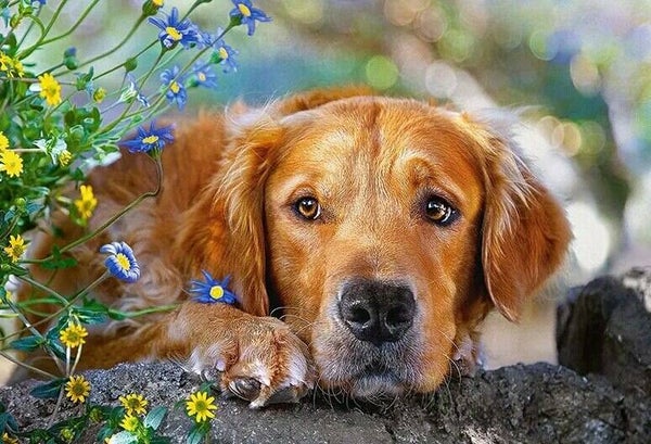 Golden retriever , Bloemen - Diamond Painting 