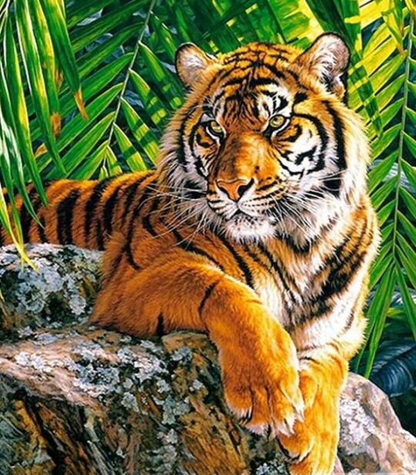 Tijger ligt op rots - Diamond Painting 