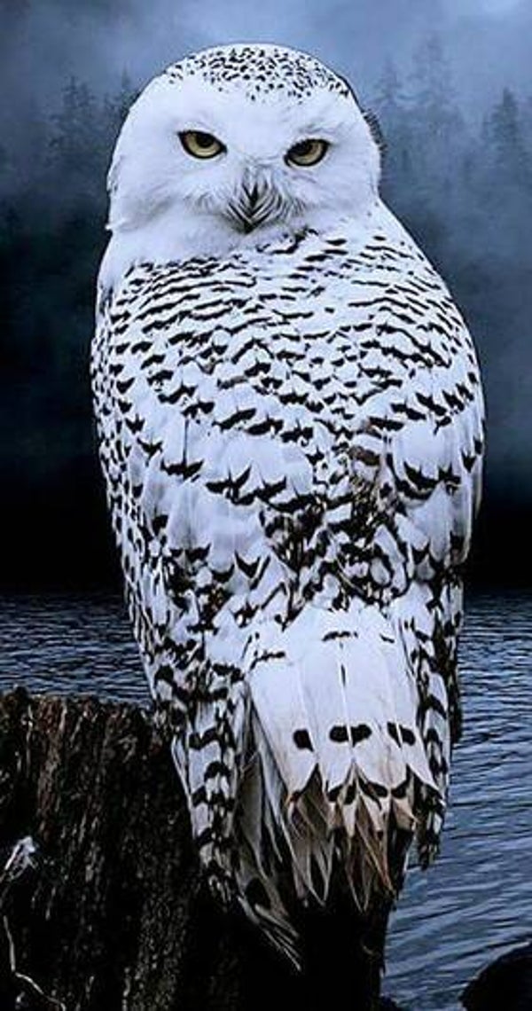 Uil zit op een paal - Diamond Painting